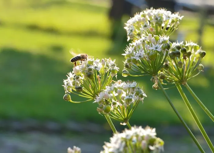 Apartamento Gruene Boje